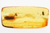 Fossil Aphid (Aphidoidea) & Caddisfly (Trichoptera) in Baltic Amber #325480-1